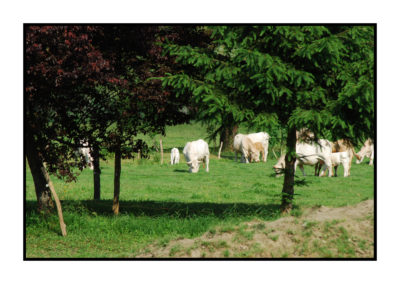 vaches-Saveurs de nos fermes-Magasin de producteurs Saveurs de nos fermes -Albertville-Gilly Sur Isère-savoie- vente directe- agriculteur-produits locaux-