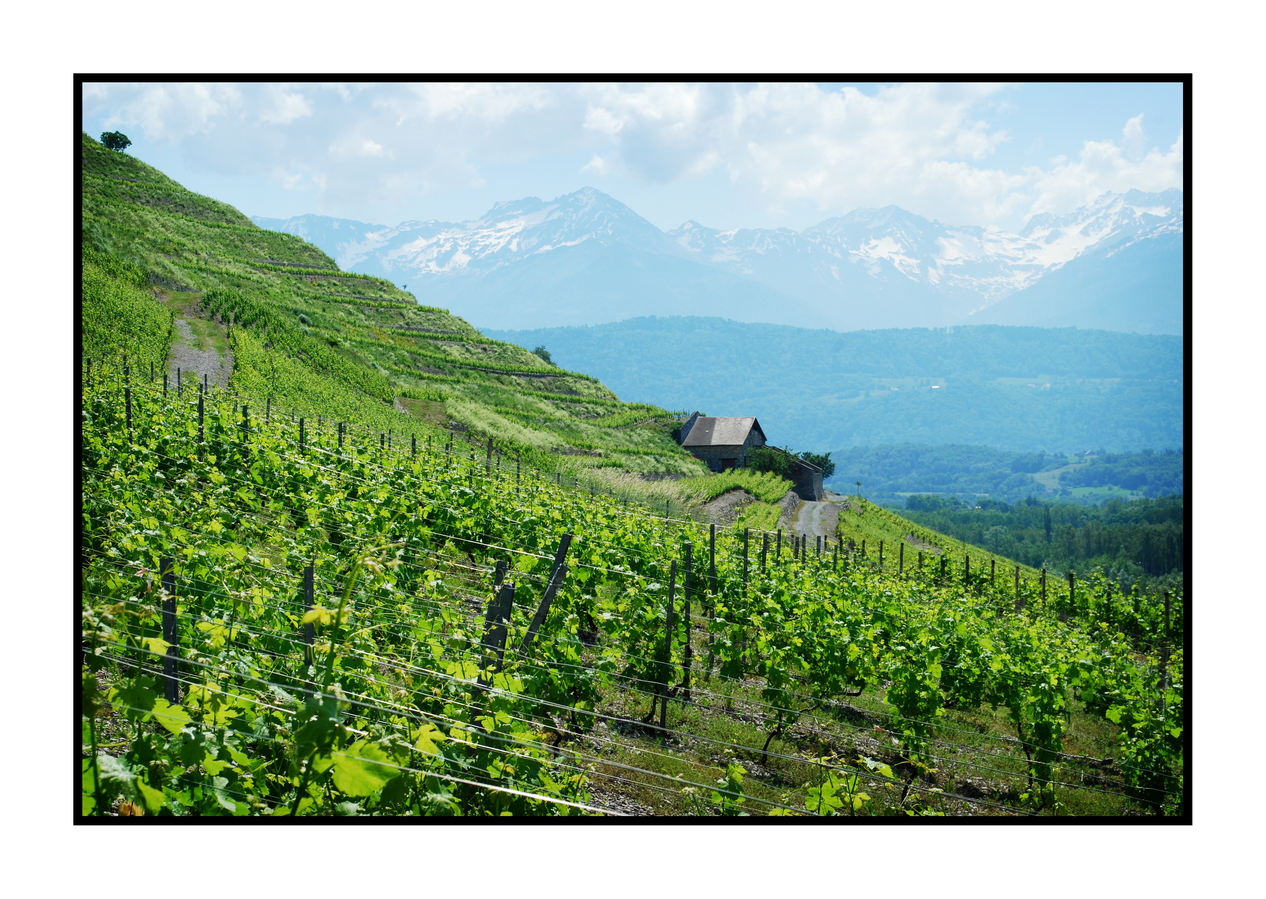 vin de savoie chignin bergeron-Saveurs de nos fermes-Magasin de producteurs Saveurs de nos fermes -Albertville-Gilly Sur Isère-savoie- vente directe- agriculteur-produits locaux-