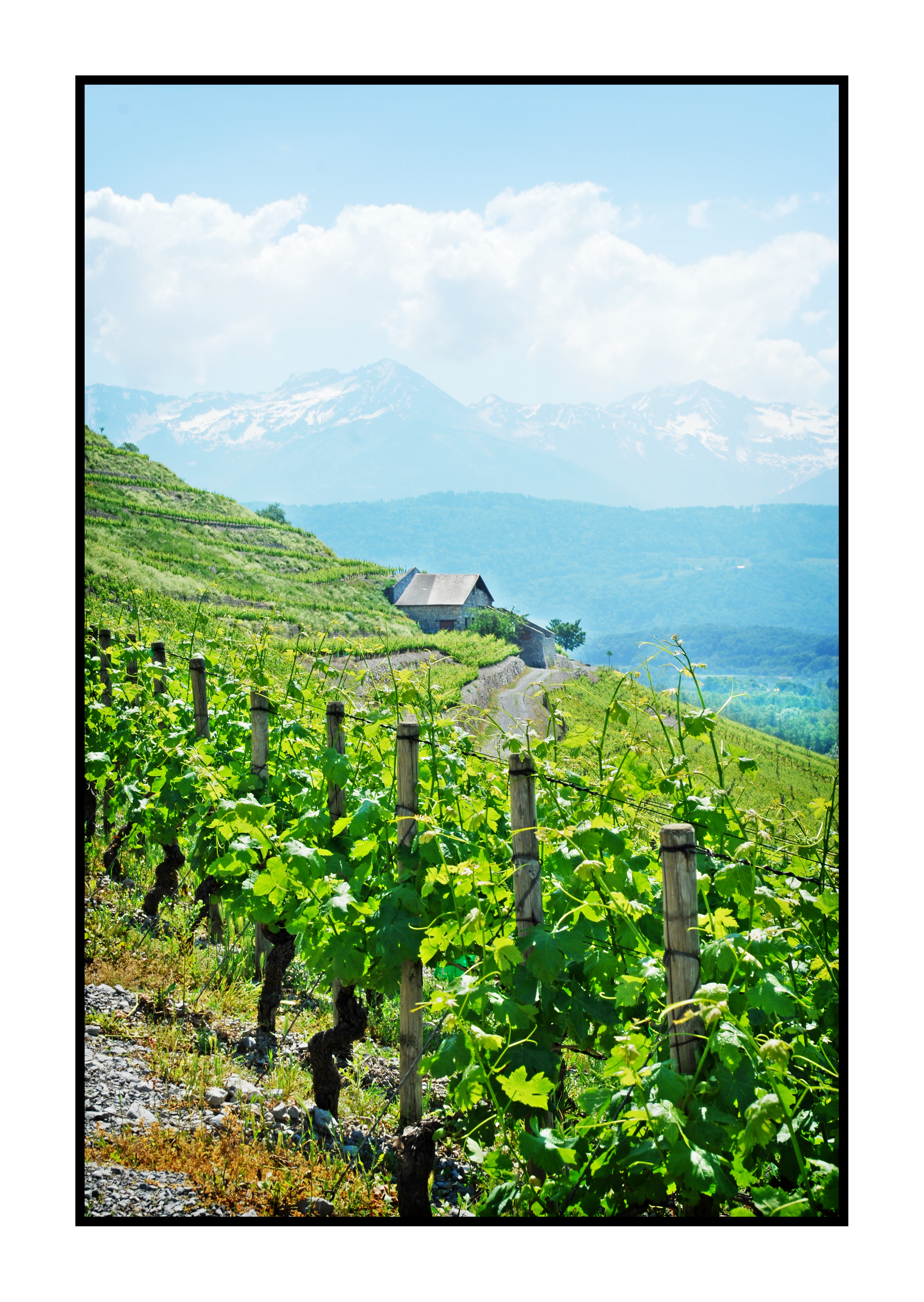 vignes-Saveurs de nos fermes-Magasin de producteurs Saveurs de nos fermes -Albertville-Gilly Sur Isère-savoie- vente directe- agriculteur-produits locaux-