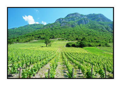 vignes-Saveurs de nos fermes-Magasin de producteurs Saveurs de nos fermes -Albertville-Gilly Sur Isère-savoie- vente directe- agriculteur-produits locaux-