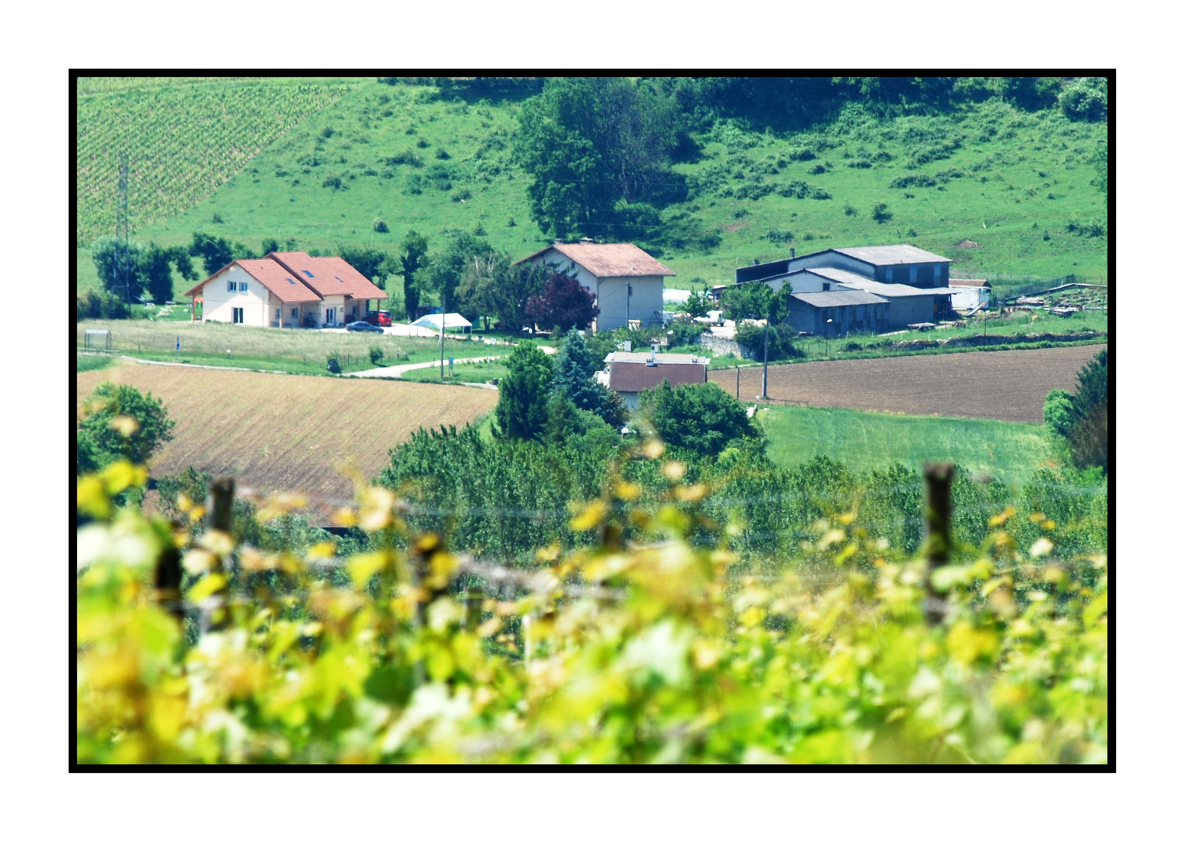 vignoble savoie-Saveurs de nos fermes-Magasin de producteurs Saveurs de nos fermes -Albertville-Gilly Sur Isère-savoie- vente directe- agriculteur-produits locaux-