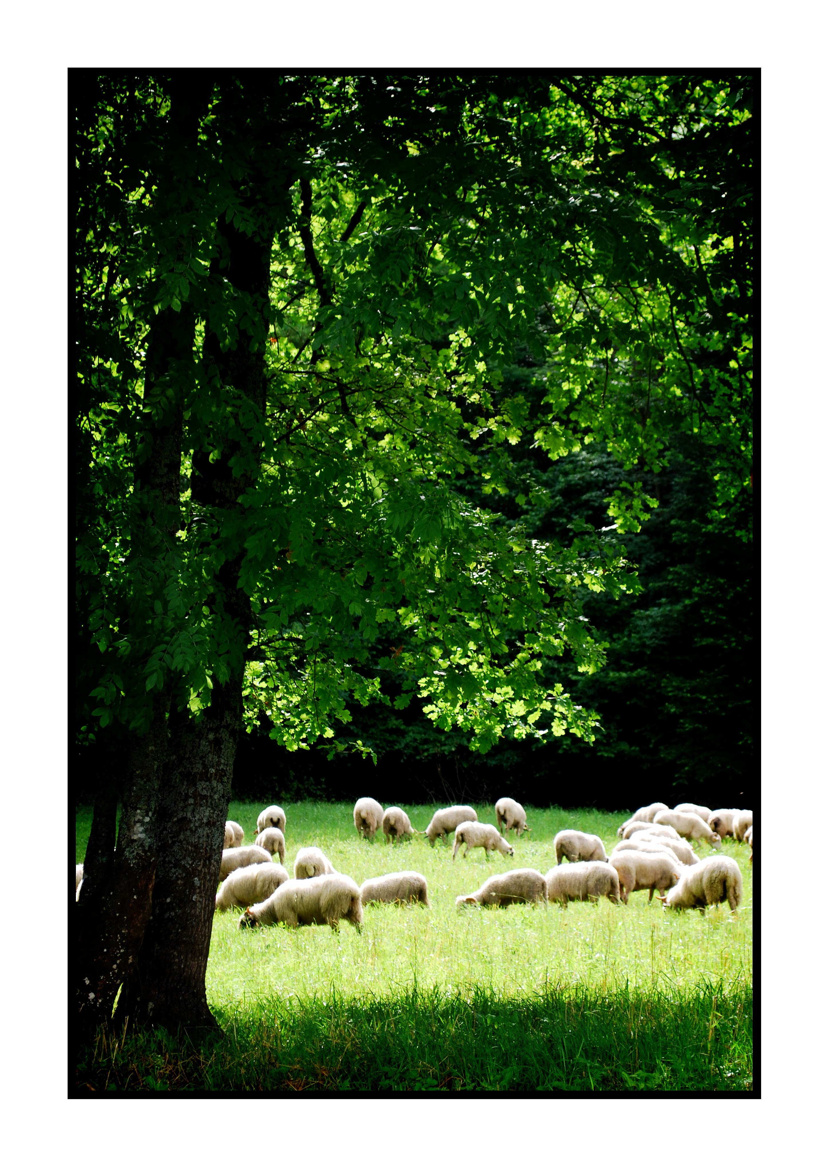 moutons-Saveurs de nos fermes-Magasin de producteurs Saveurs de nos fermes -Albertville-Gilly Sur Isère-savoie- vente directe- agriculteur-produits locaux-