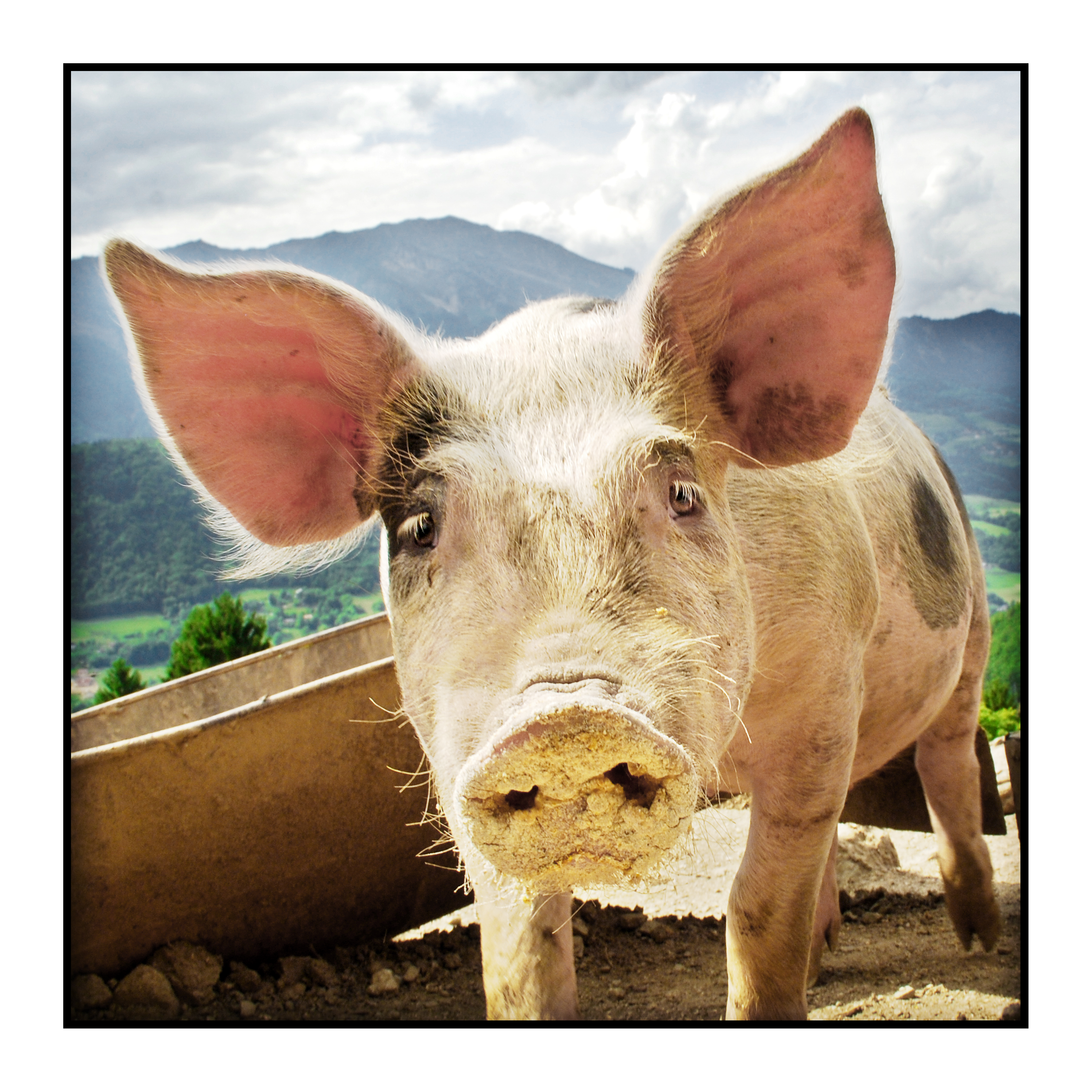 porc à la ferme-fermier-magasin de producteur-gilly sur isère-albertville- terroir-vente directe-savoie
