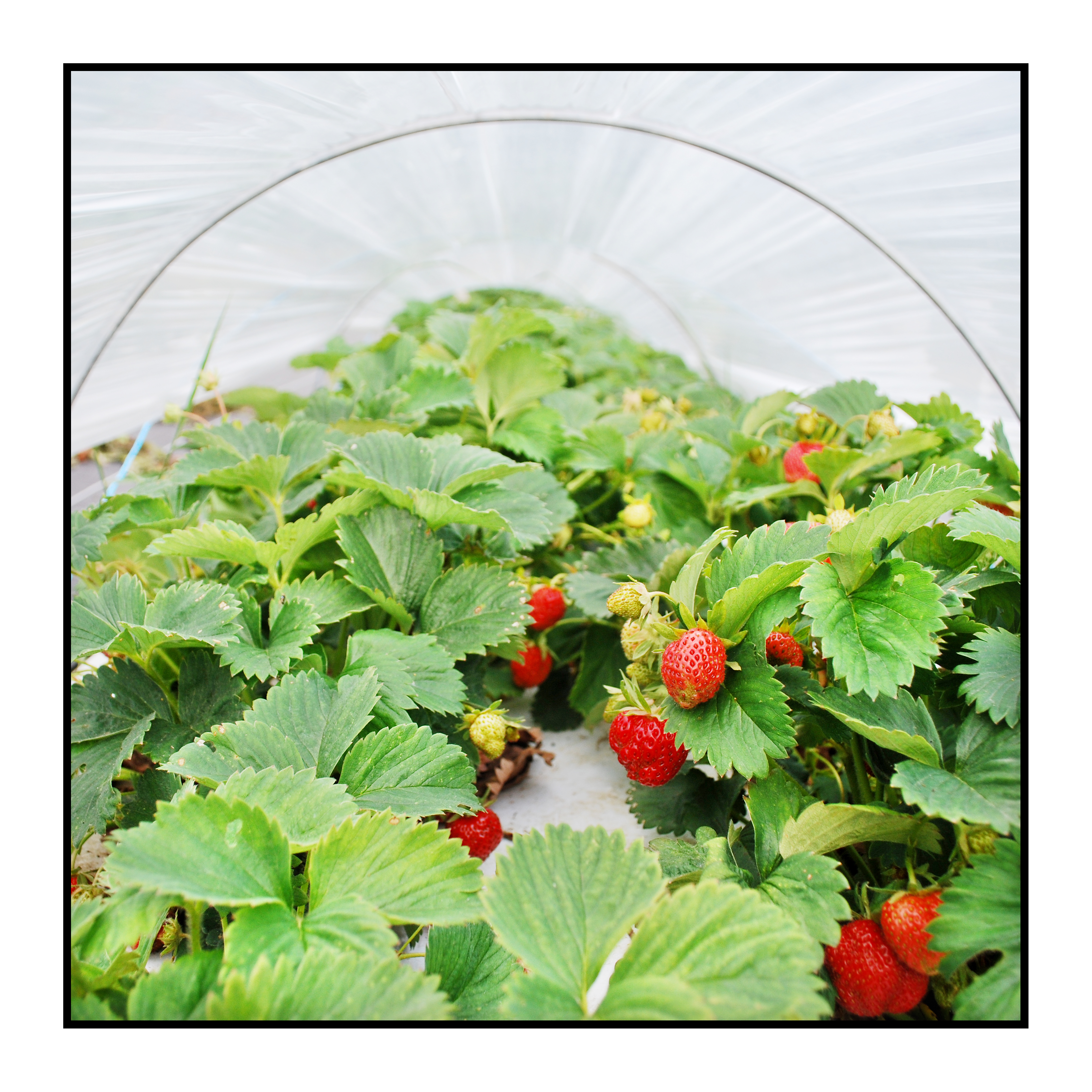 fraises- Pommes bio- locales- arboriculteur- ferme-magasin de producteurs - Gilly sur Isère / Albertville- savoie - terroir