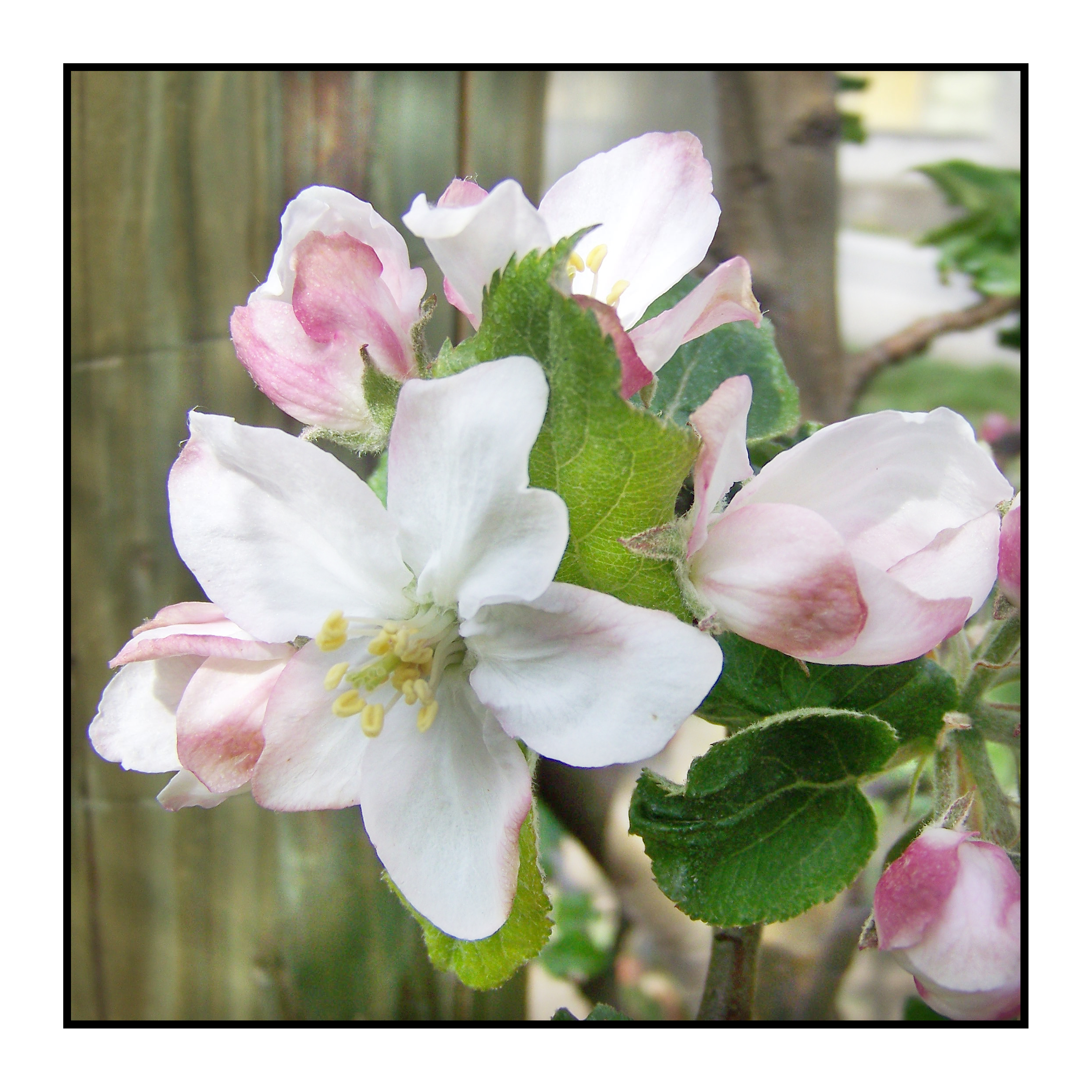 fleur- pomme_ printemps-Pommes bio- locales- arboriculteur- ferme-magasin de producteurs - Gilly sur Isère / Albertville- savoie - terroir