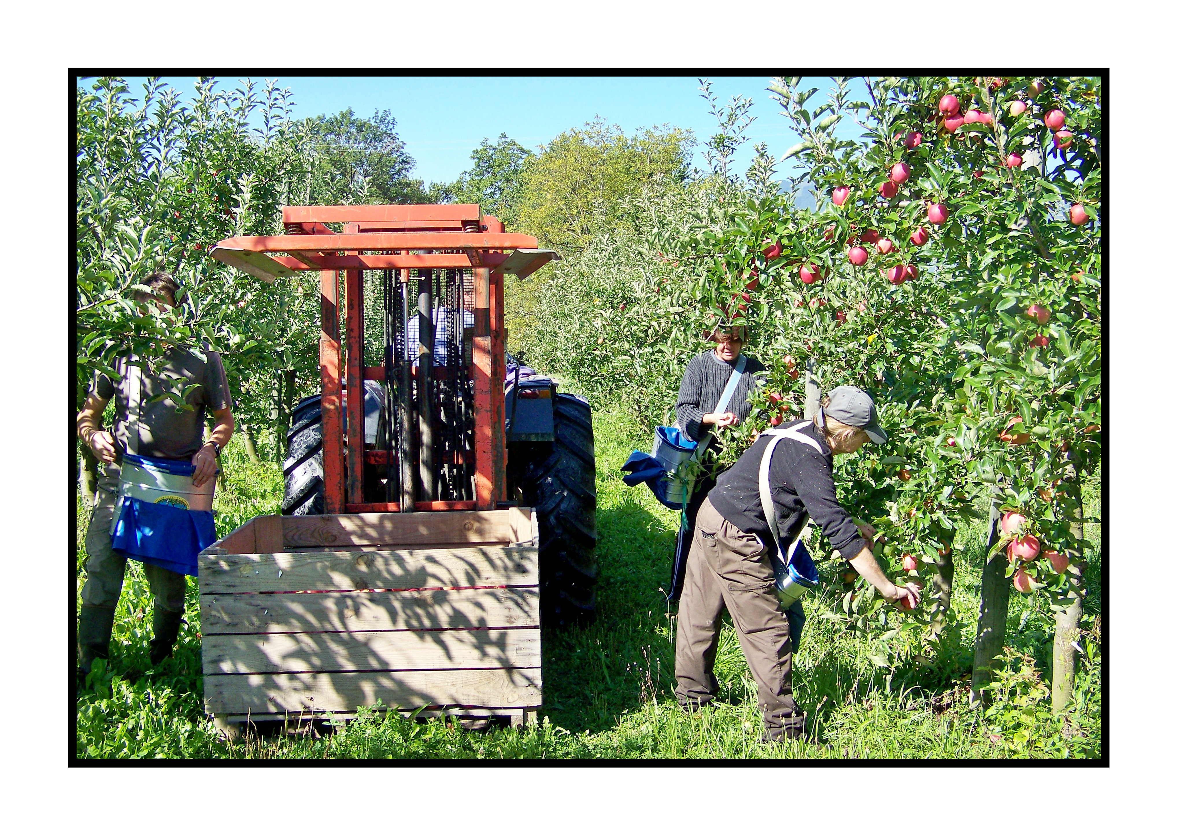 cueilletten pommes -Pommes bio- locales- arboriculteur- ferme-magasin de producteurs - Gilly sur Isère / Albertville- savoie - terroir