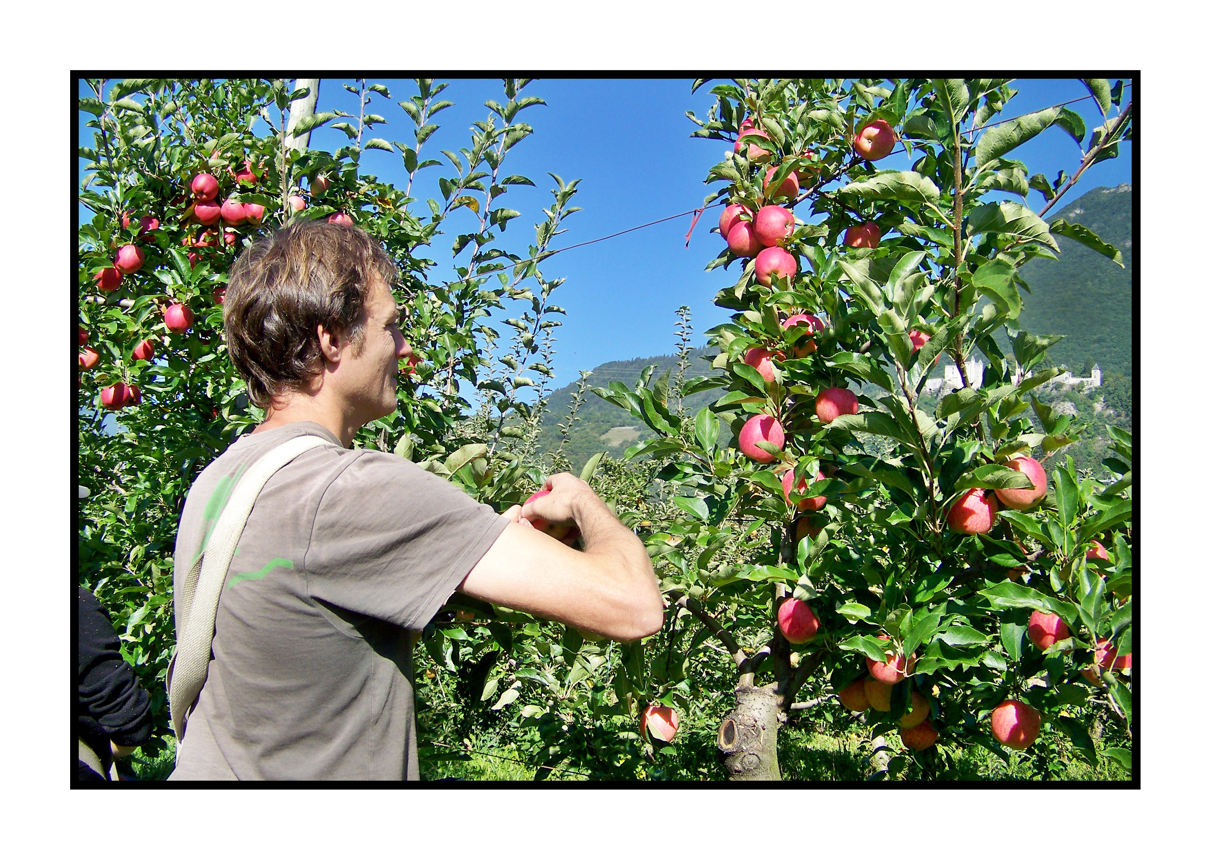 cueillette des pommes-Pommes bio- locales- arboriculteur- ferme-magasin de producteurs - Gilly sur Isère / Albertville- savoie - terroir