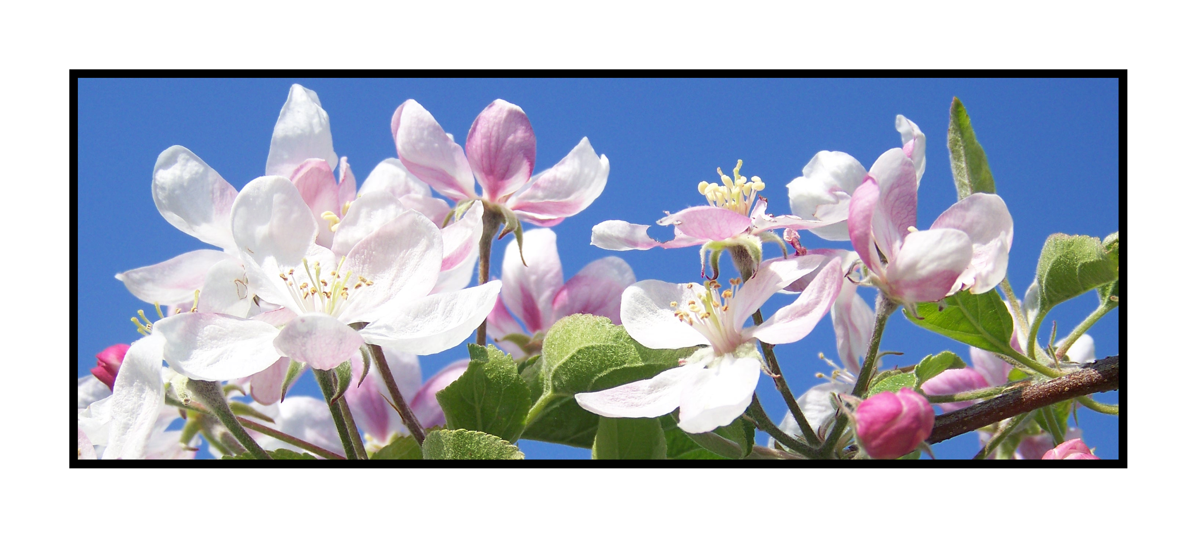 fleurs de pommiers-Pommes bio- locales- arboriculteur- ferme-magasin de producteurs - Gilly sur Isère / Albertville- savoie - terroir