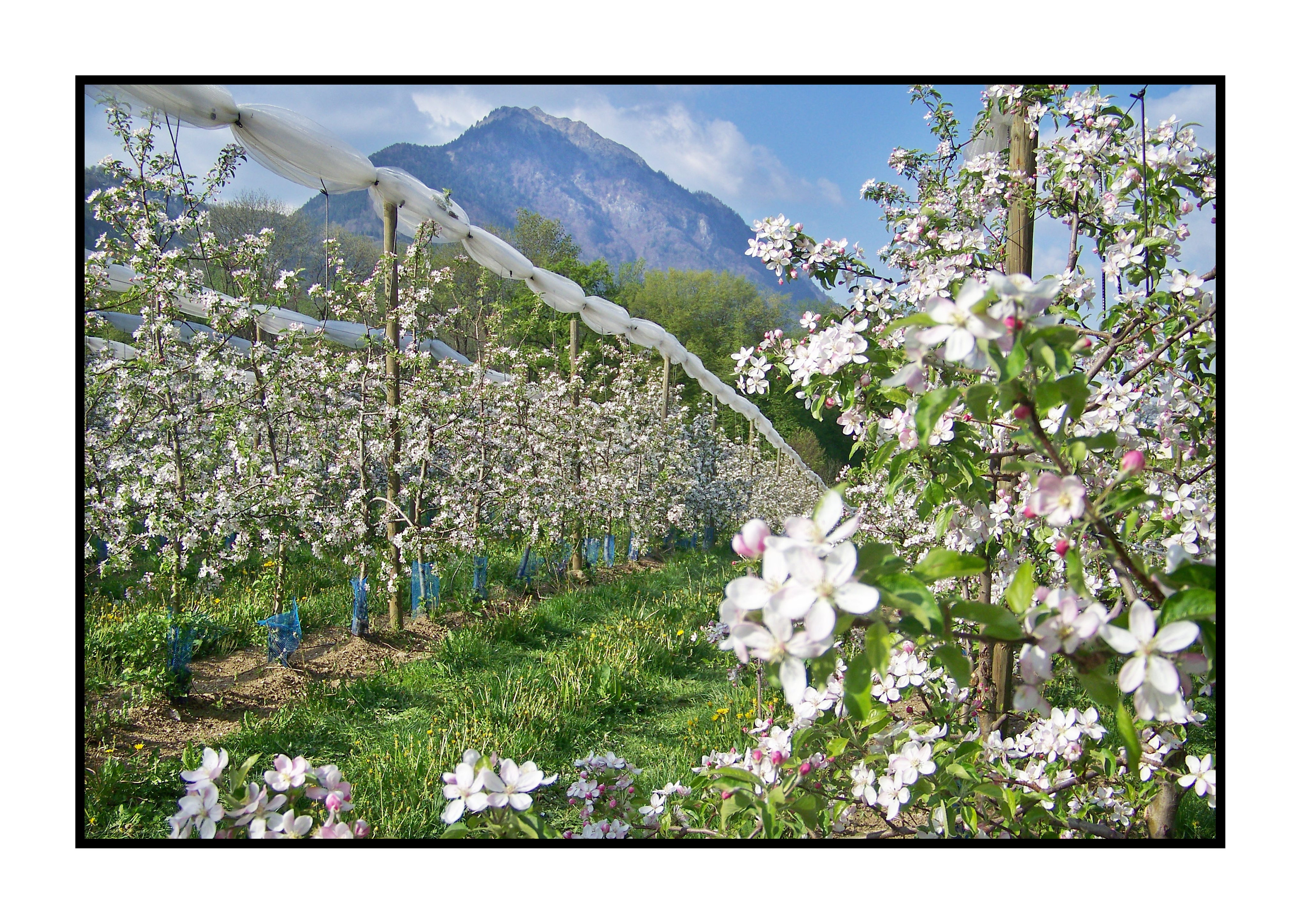pommiers en fleur- Pommes bio- locales- arboriculteur- ferme-magasin de producteurs - Gilly sur Isère / Albertville- savoie - terroir