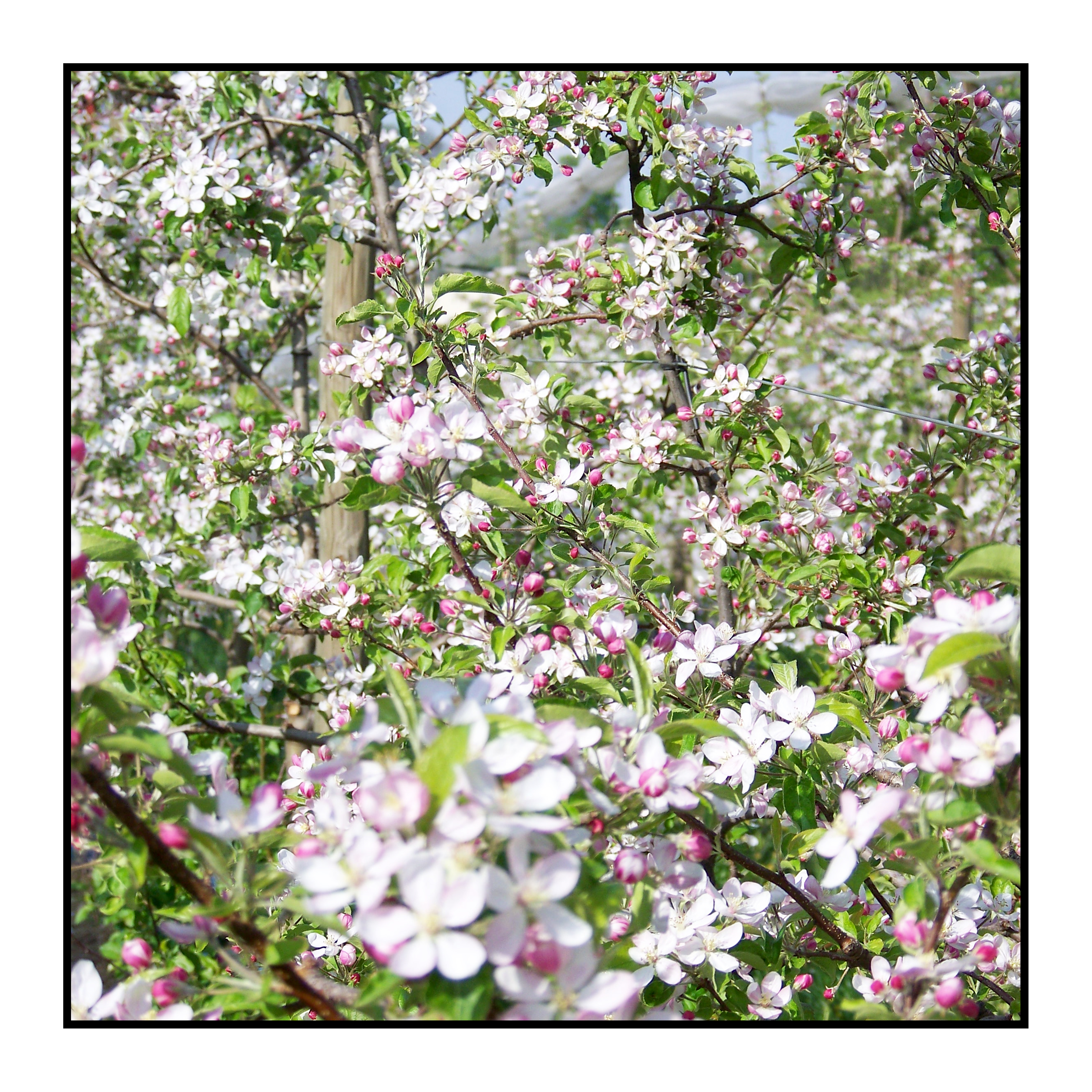 pommiers - printemps-Pommes bio- locales- arboriculteur- ferme-magasin de producteurs - Gilly sur Isère / Albertville- savoie - terroir