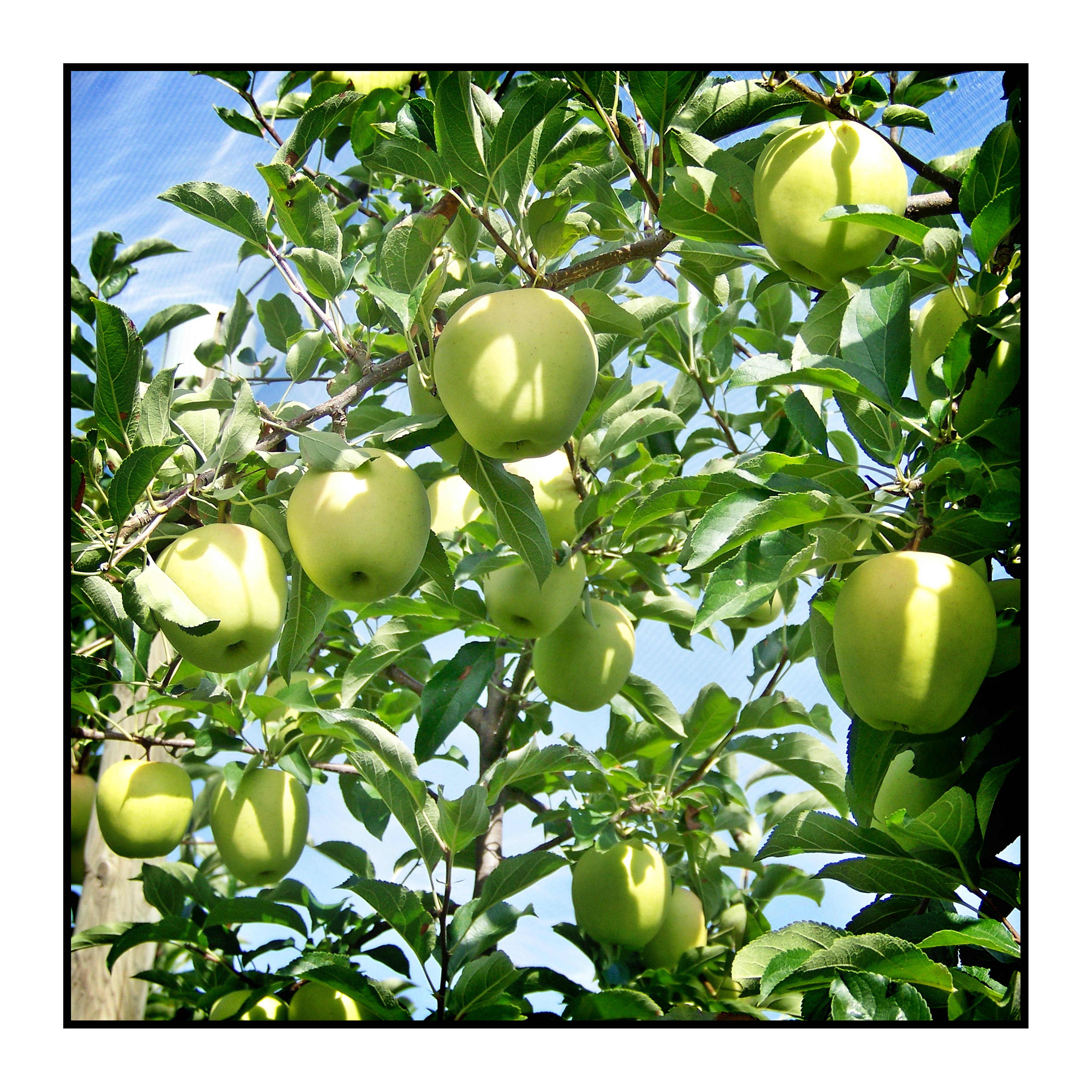 Pommes golden bio- locales- arboriculteur- ferme-magasin de producteurs - Gilly sur Isère / Albertville- savoie - terroir
