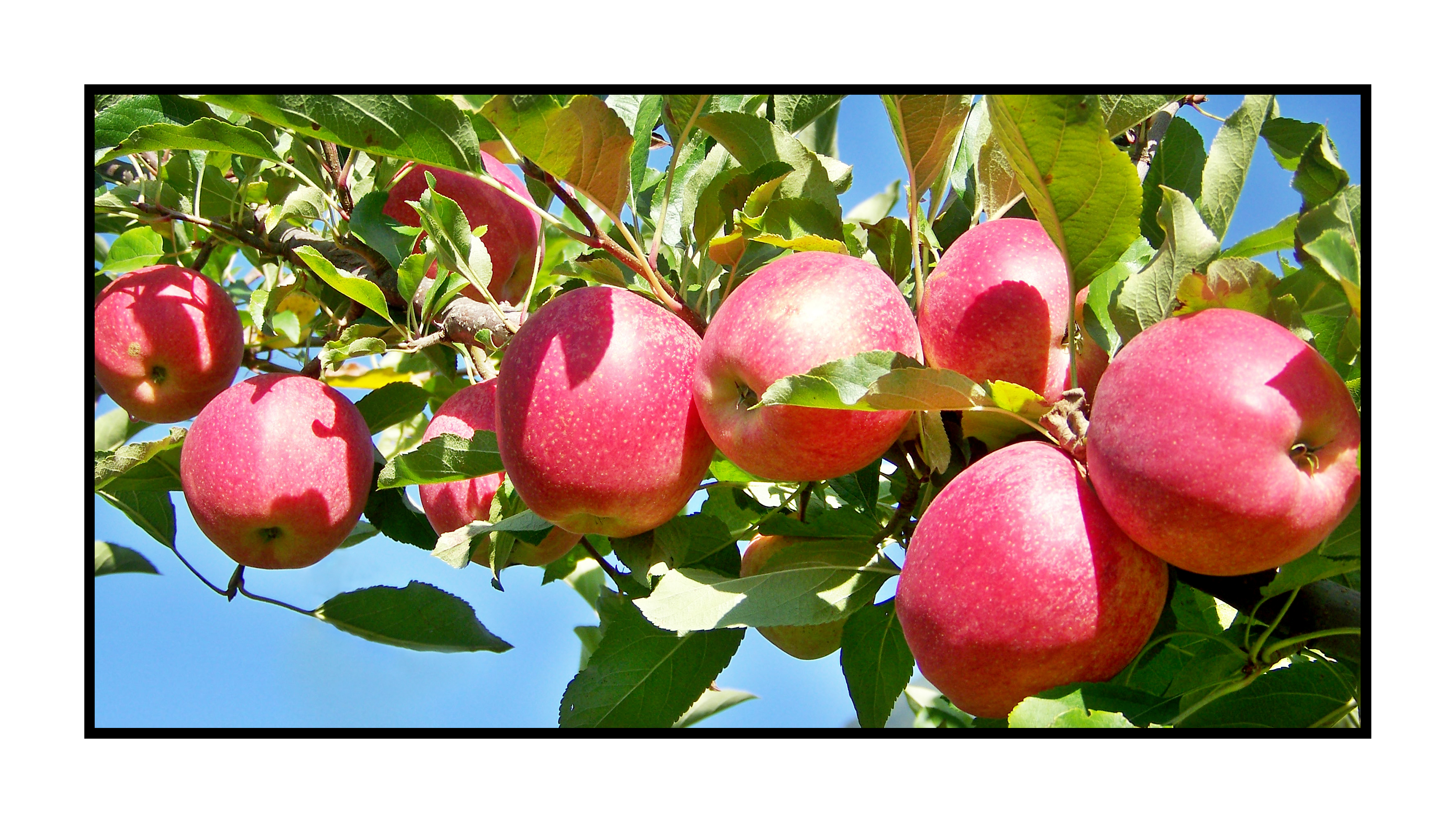 Pommes bio- locales- arboriculteur- ferme-magasin de producteurs - Gilly sur Isère / Albertville- savoie - terroir