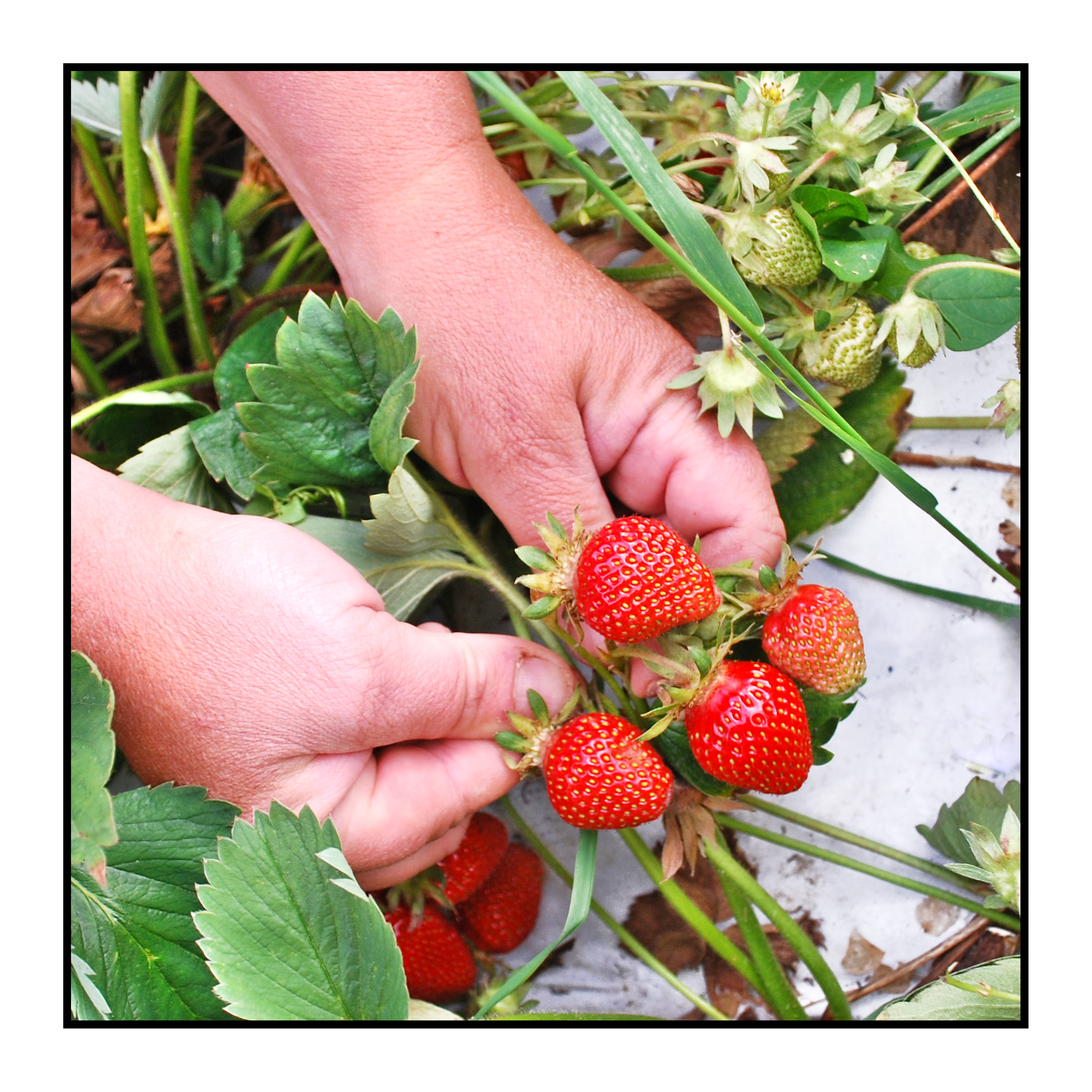 fraises-Pommes bio- locales- arboriculteur- ferme-magasin de producteurs - Gilly sur Isère / Albertville- savoie - terroir