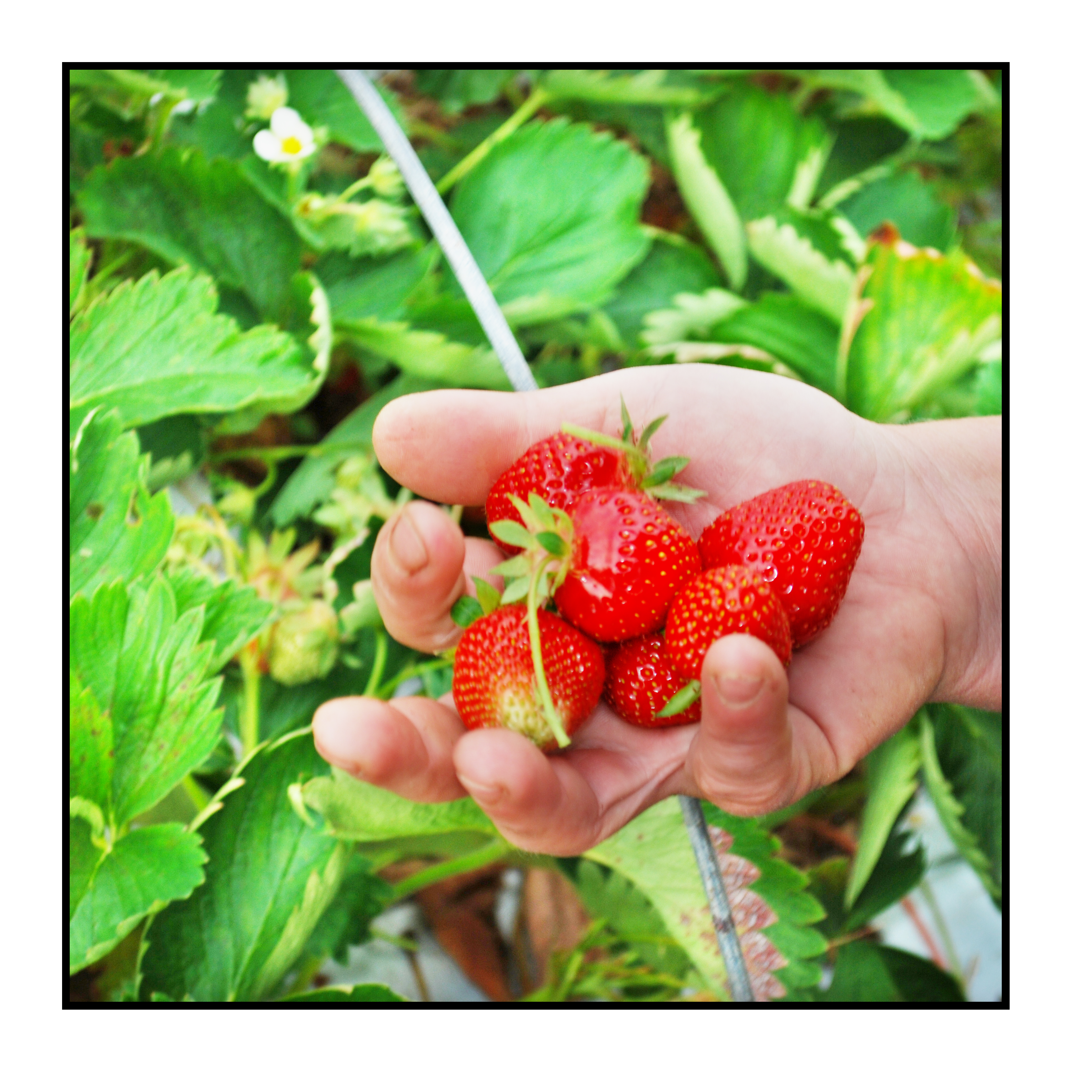 cueillette des fraises plein champs-Pommes bio- locales- arboriculteur- ferme-magasin de producteurs - Gilly sur Isère / Albertville- savoie - terroir