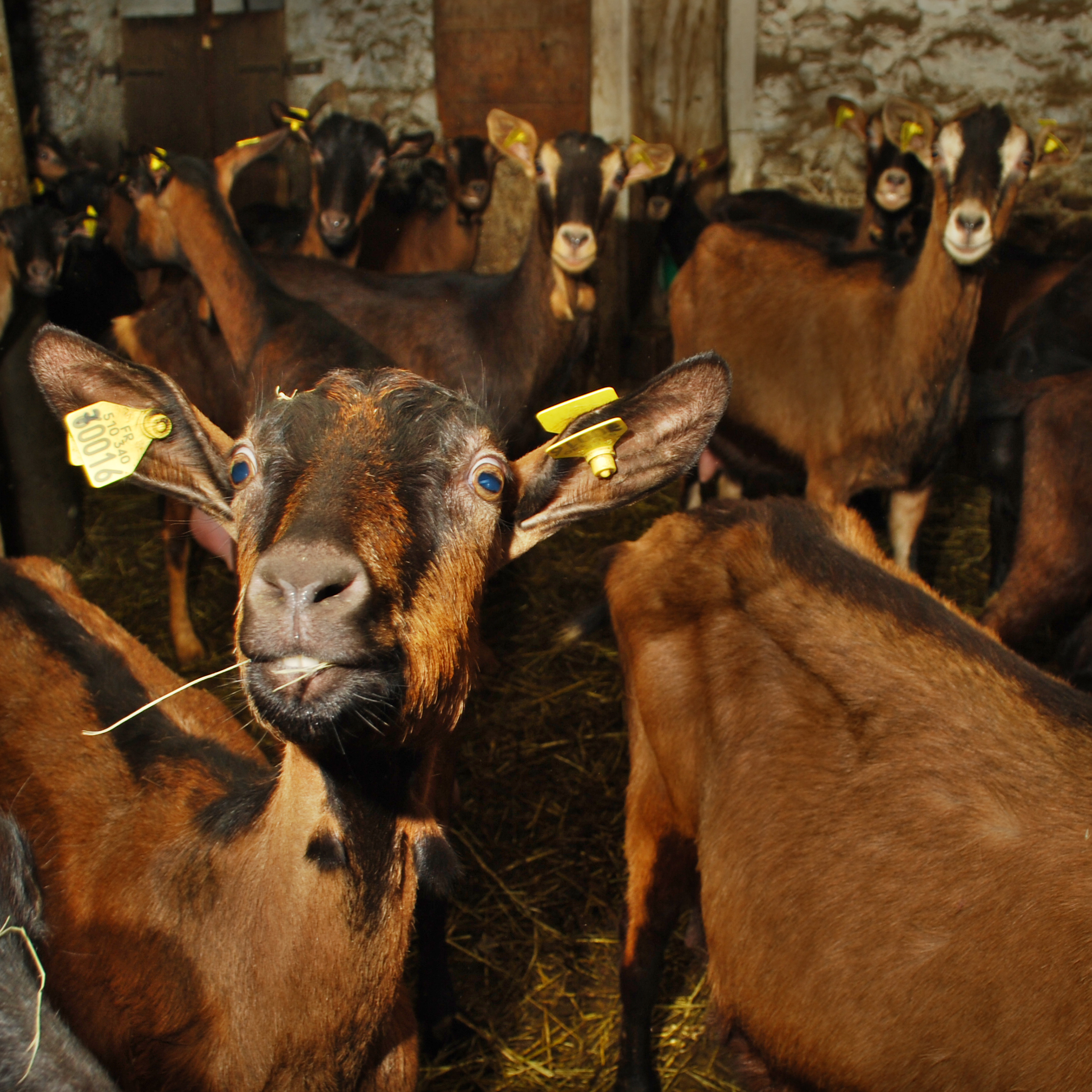 chèvres - ferme-magasin de producteurs - Gilly sur Isère / Albertville- savoie - terroir